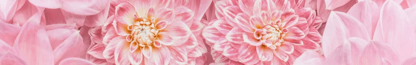 partner header